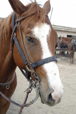 The horses of Smoke Tree Stables