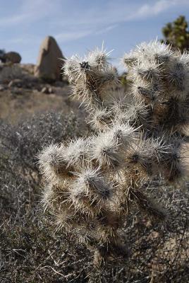 Cactus, high desert near Joshua Tree