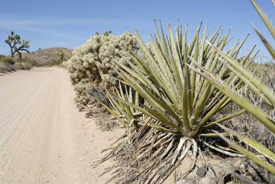 High desert cactus