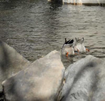 Camera shy ducks