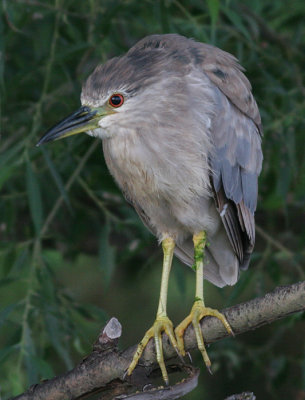 immature black-crowned night heron 295