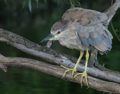 immature black-crowned night heron 298