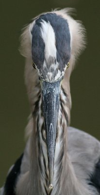 great blue heron 323