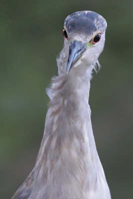 immature black-crowned night heron 304