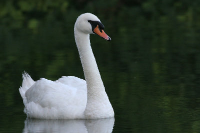 mute swan 8