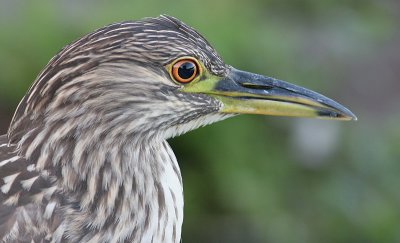 juvenile black-crowned night heron 310