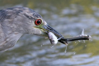 immature black-crowned night heron 315.JPG