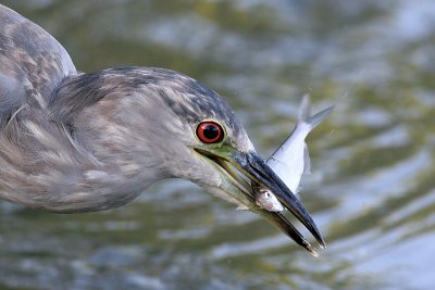 immature black-crowned night heron 316