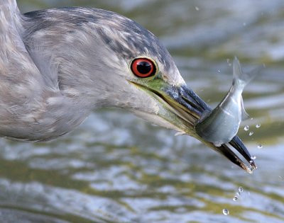 immature black-crowned night heron 318