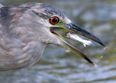 immature black-crowned night heron 319