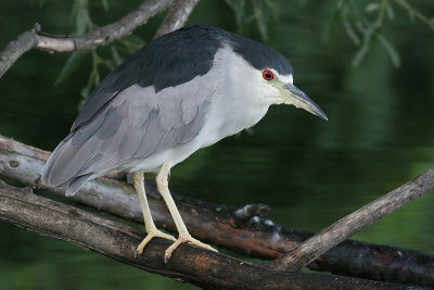 black-crowned night heron 183
