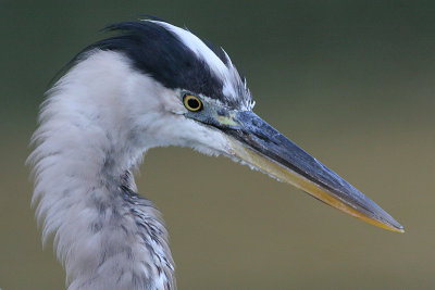 great blue heron 331