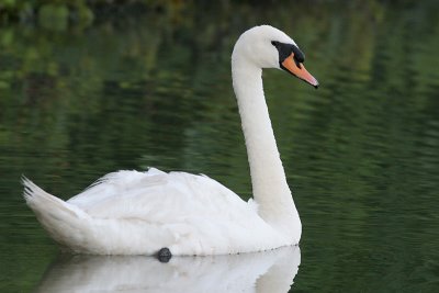 mute swan 11