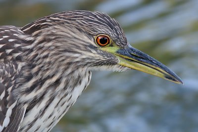 juvenile black-crowned night heron 321