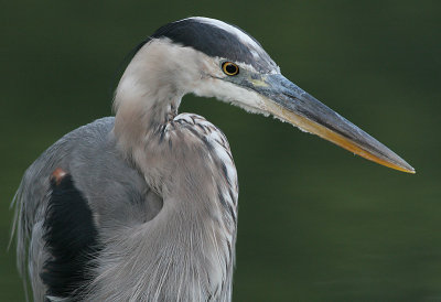 great blue heron 335