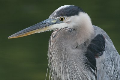 great blue heron 336