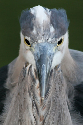 great blue heron 338