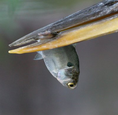 great blue heron 343