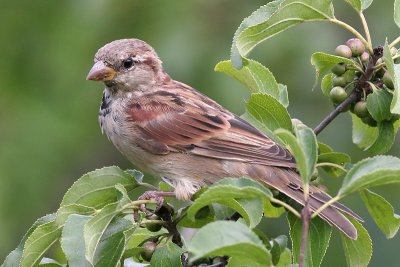 house sparrow 33