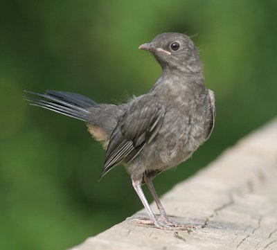 Catbird - juvenile