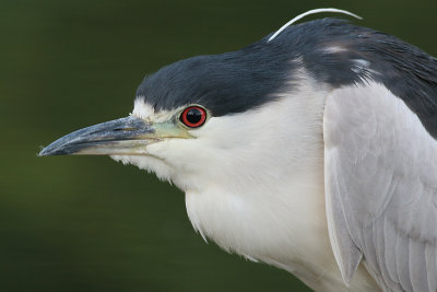 black-crowned night heron 186