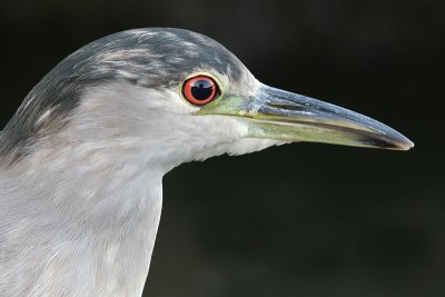 immature black-crowned night heron 323