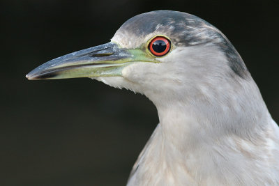 immature black-crowned night heron 24