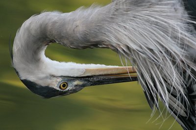 great blue heron 351