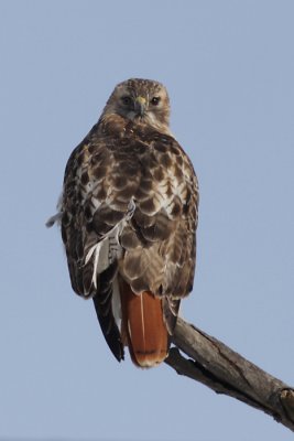 red-tailed hawk 85