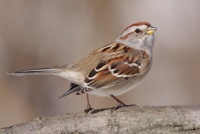 american tree sparrow 75