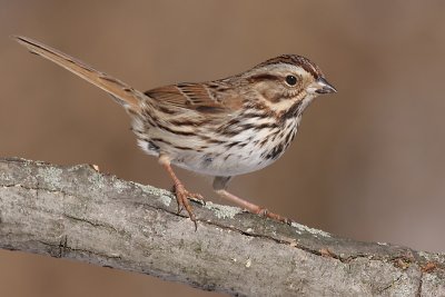song sparrow 76
