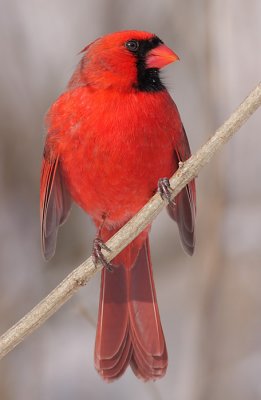 cardinal 288