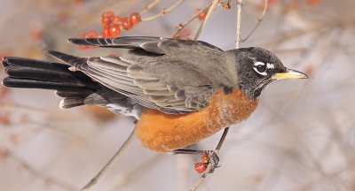 robin 86