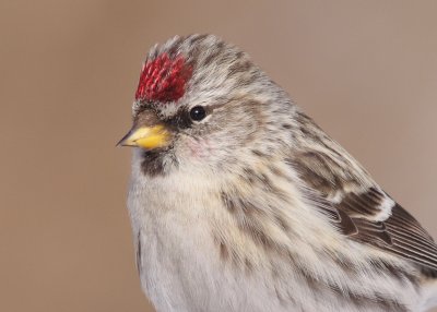 redpoll 5