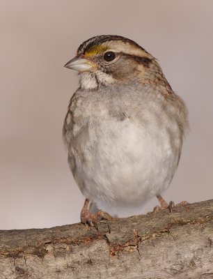 white-throated sparrow 121