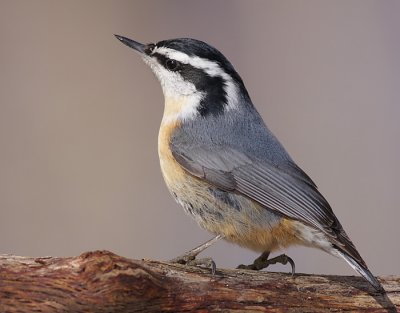 red breasted nuthatch 15