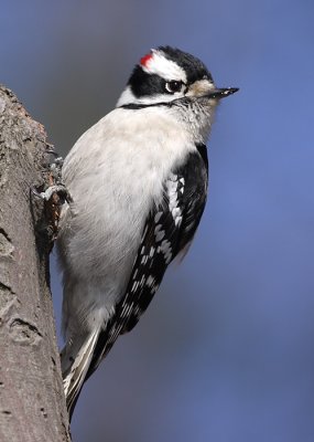 downy woodpecker 304