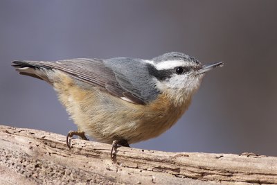 Red-breasted Nuthatch - female