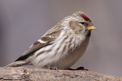 redpoll 20