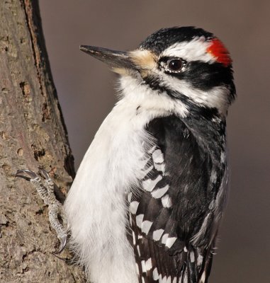 hairy woodpecker 27