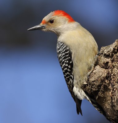 red-bellied woodpecker 67