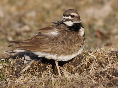 killdeer 48