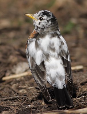 leucistic robin 41