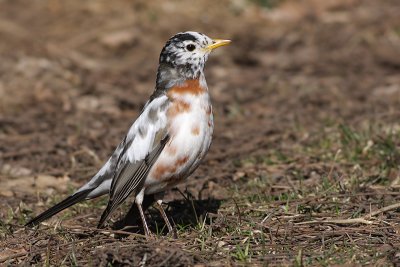 leucistic robin 42