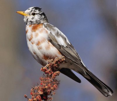 leucistic robin 47