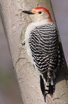 red-bellied woodpecker 90