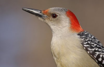 red-bellied woodpecker 93