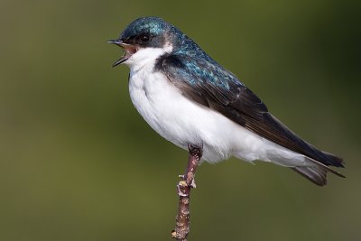 tree swallow 137