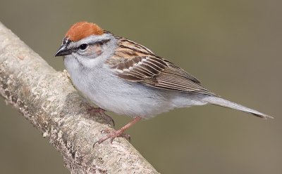 Chipping Sparrow in Breeding Plumage