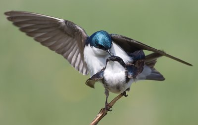 tree swallow 148